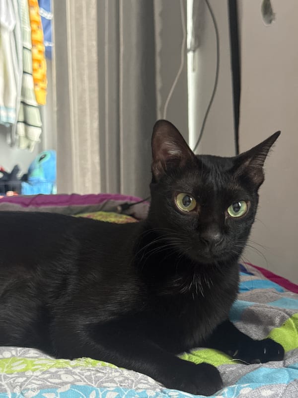 Woman and black cat photographed in bedroom, Mũi Né