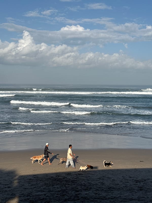Dogs, surfers, and wet sand on a North Kuta morning