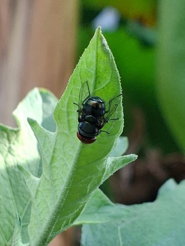 Morning macro photography session captures insects, spiders in Lhokseumawe
