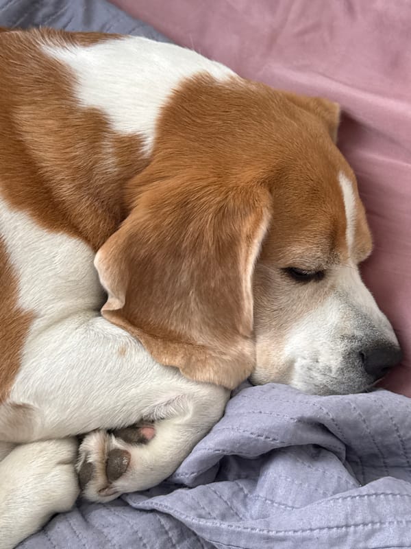 Beagle naps, flowers, and books on a quiet Perm morning