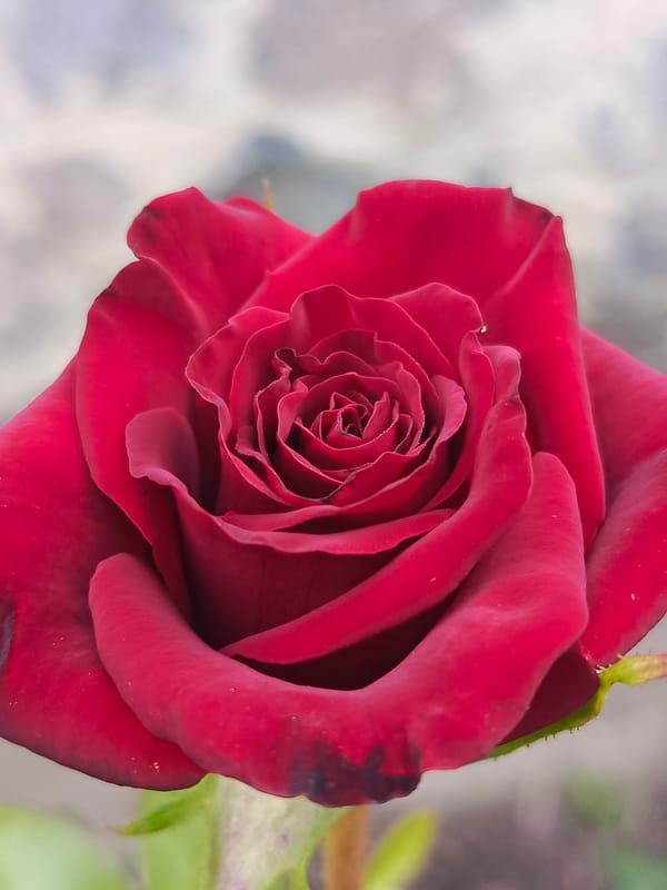 Close-up garden shots: roses, cherries, and flowering plants