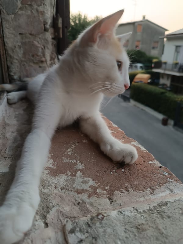 Calico cat lounging on a brick ledge in Viadana