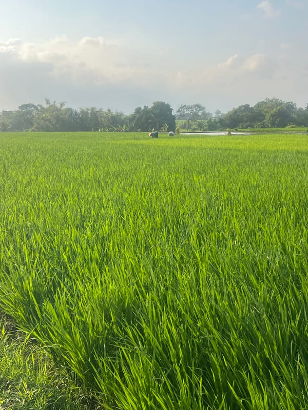 Morning light over Kediri's flooded rice paddies