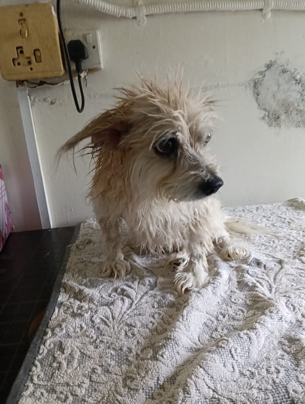 Dogs at a Nairobi grooming or care facility