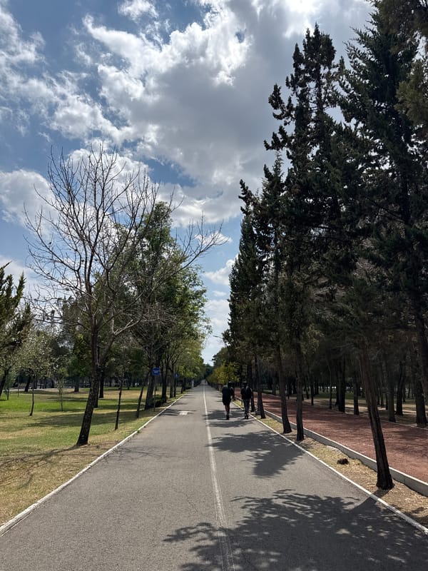 Tree-lined road captured in Puebla park area