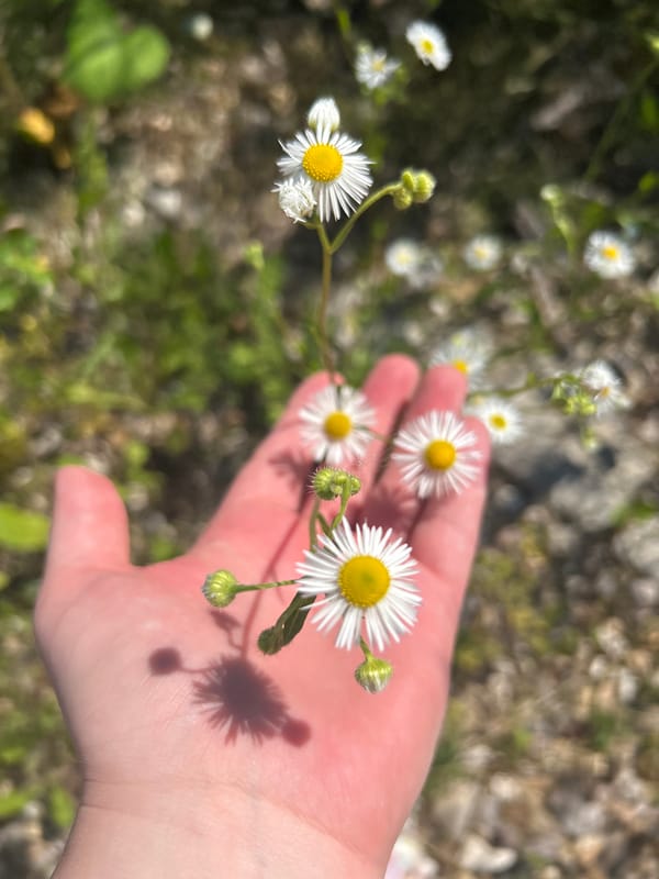 Small white daisies rest in an open upturned palm.