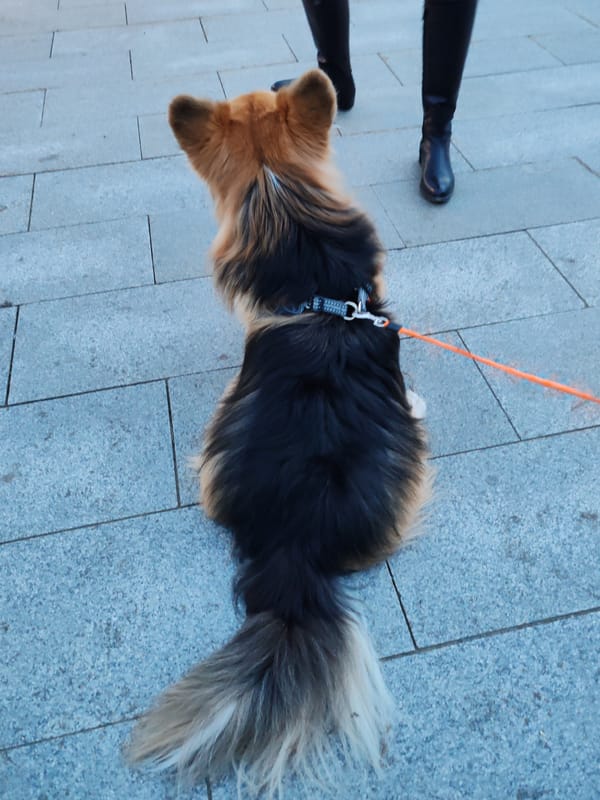 Evening dessert and dog spotted near Saint Petersburg stadium