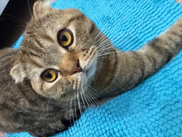 Person shares quiet moments with Scottish Fold cat at home