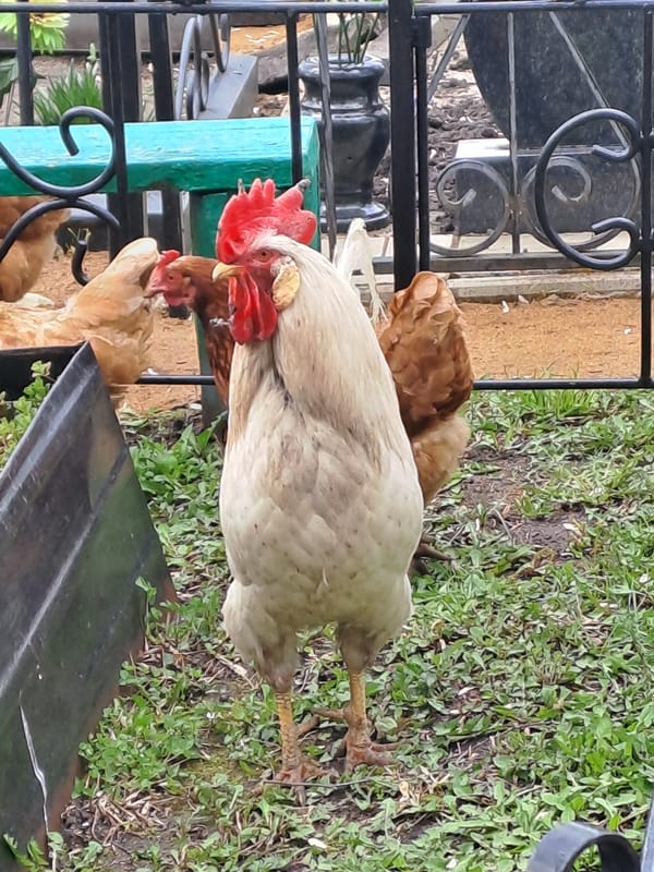White rooster spotted in rural Зыково farmyard scene