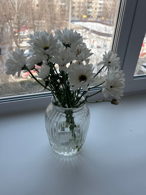 Indoor flowers arranged on urban windowsills documented by witnesses