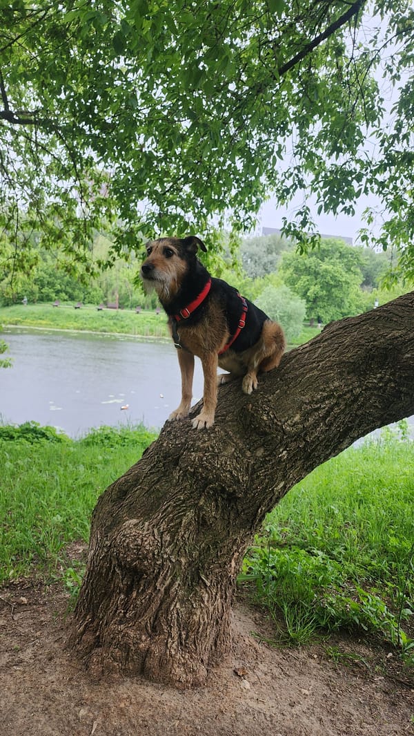 Dog spotted on tree trunk in Moscow park