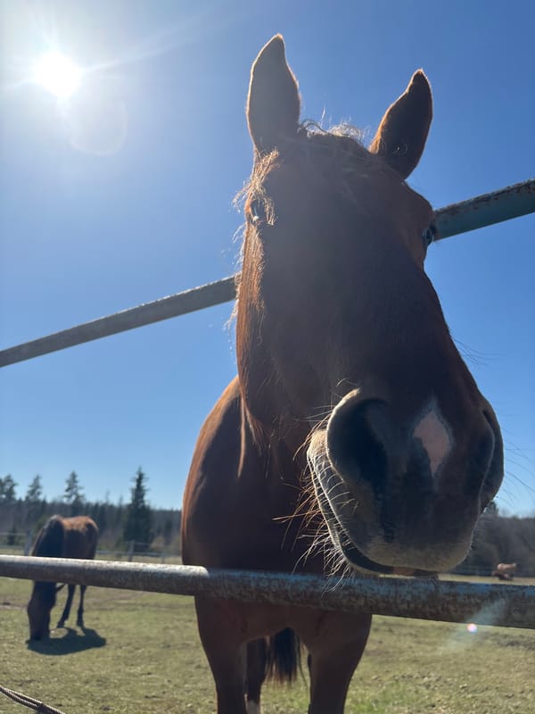 Visitor documents horse encounters in rural Opary, Russia pasture