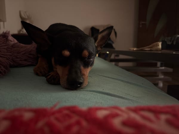 Dog's quiet afternoon documented in Bulgarian home