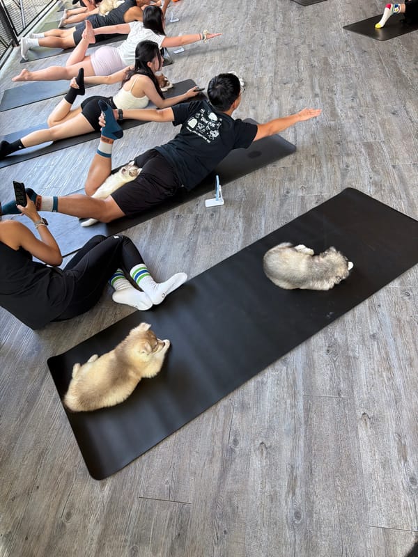 Dog yoga class in session at a Bangkok studio
