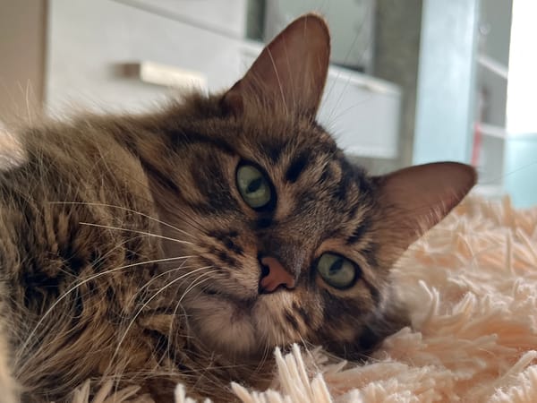 Fluffy tabby cat chilling on blankets, thoroughly unbothered