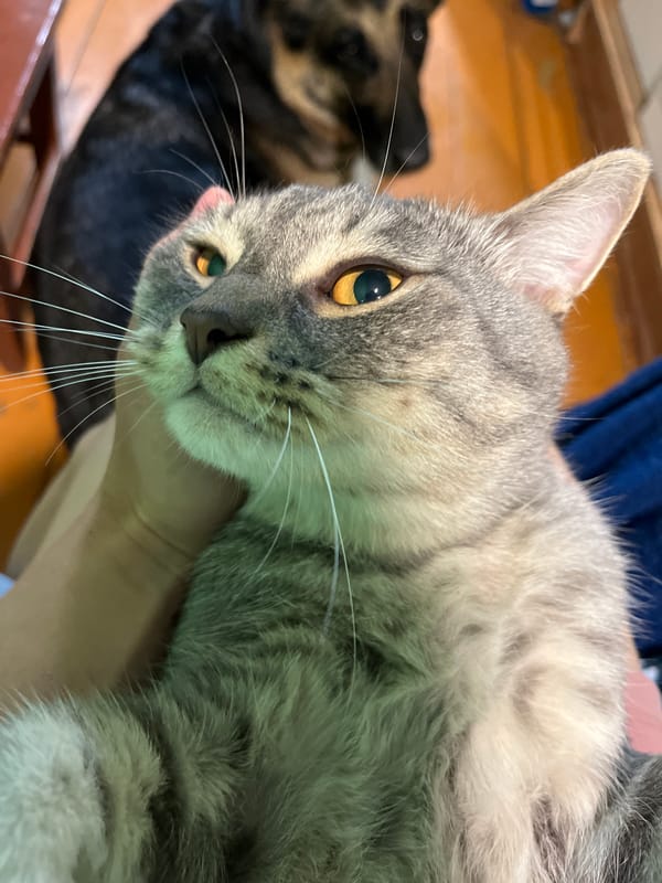 Nizhny Tagil resident documents evening with pets, local scenery