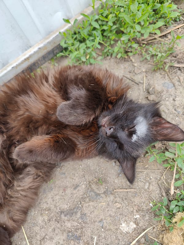 Cats and a dog napping outdoors in Yarmolyntsi