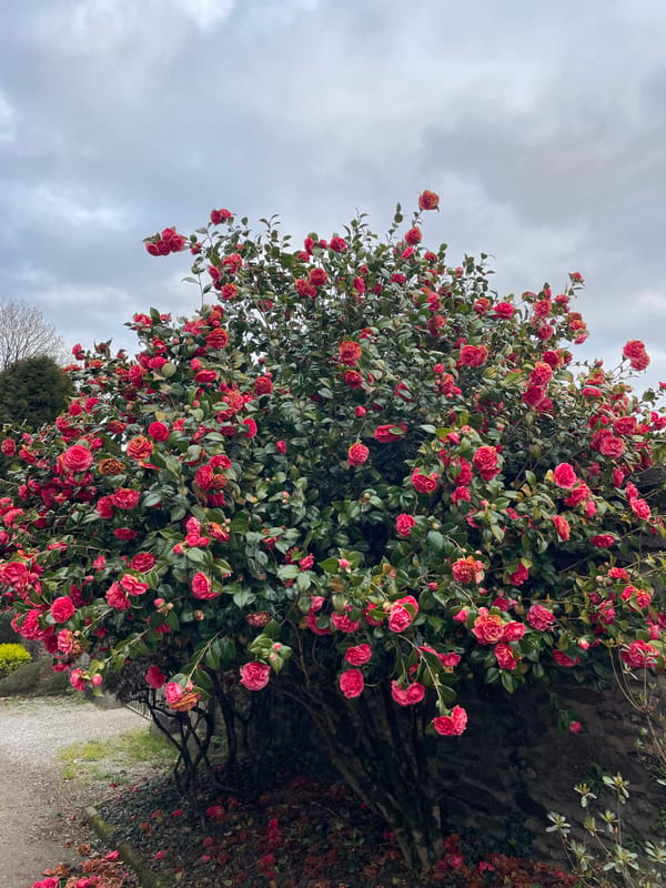Spring blooms and street scenes captured in Le Moustoir