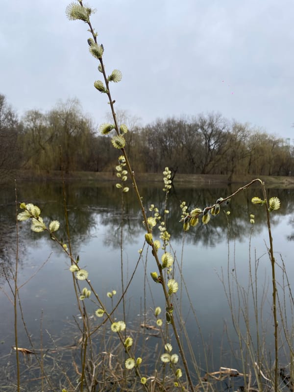 Spring willow catkins bloom near water in Moscow park