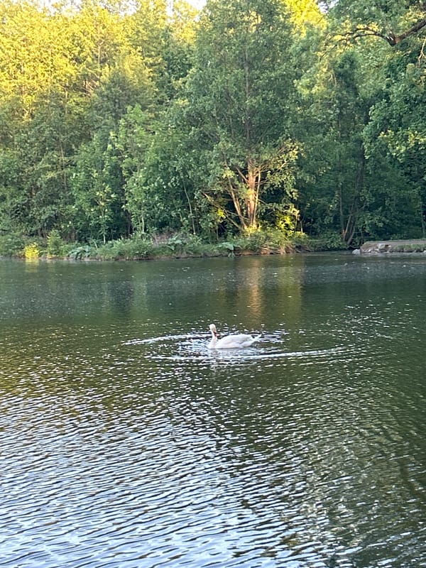 White swan spotted swimming in Strasbourg's Ill River