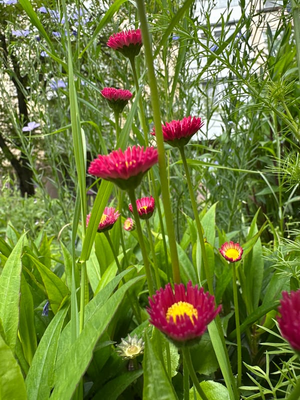 Spring flowers documented in Stavropol garden setting