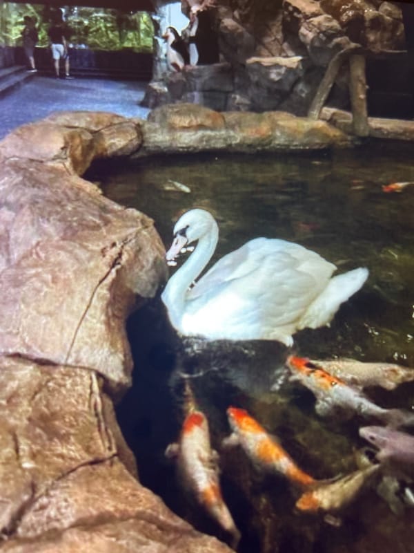 Zoo, aquarium, and travel keepsakes across one afternoon