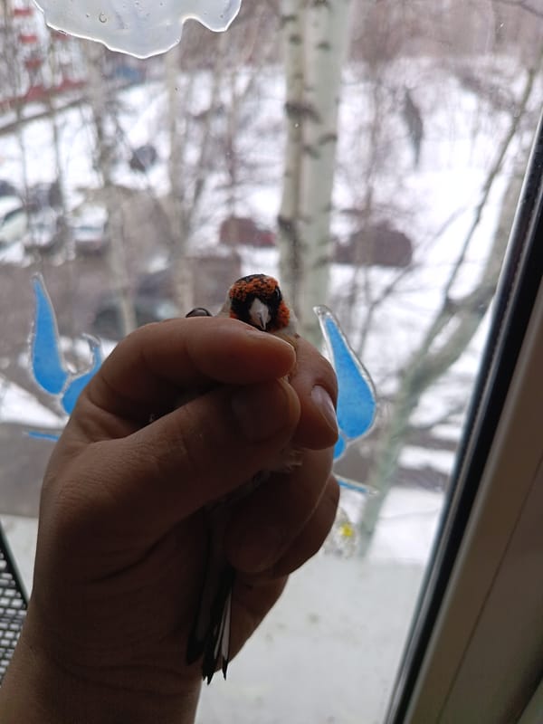 European Goldfinch observed indoors in Nizhnevartovsk, Russia