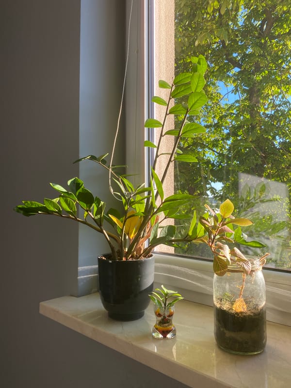 A plant-filled Łódź apartment on a sunny June afternoon