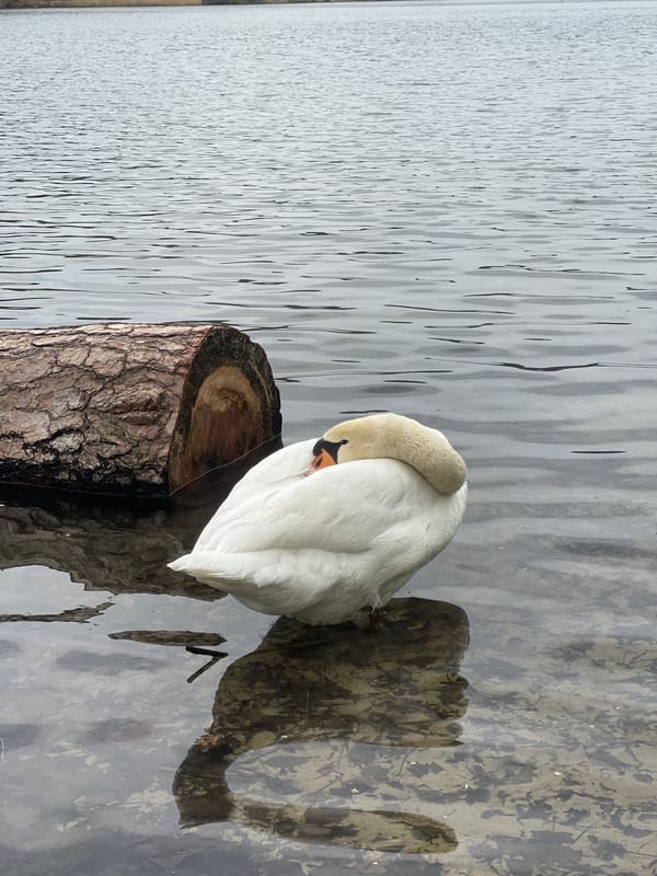 Mute swan rests and preens in Berlin waterway