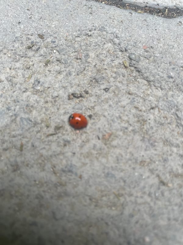 Morning garden documentation captures ladybugs, flowers in Almaty