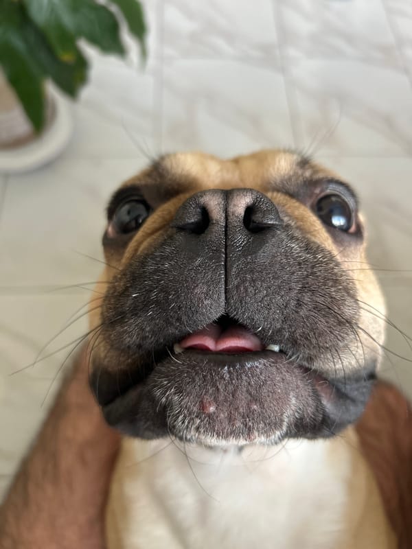 French Bulldog steals the show in a Moscow close-up session