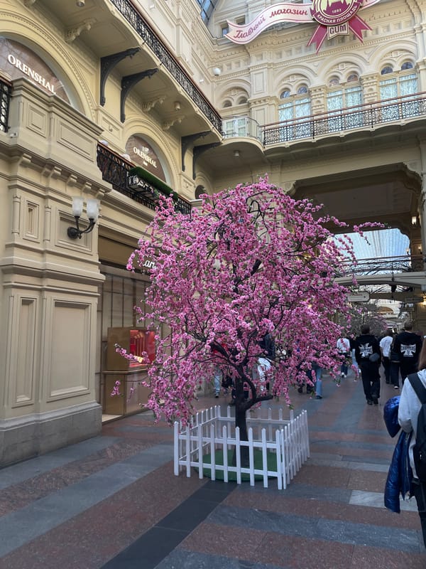 Spring cherry blossom displays installed at Moscow's GUM store