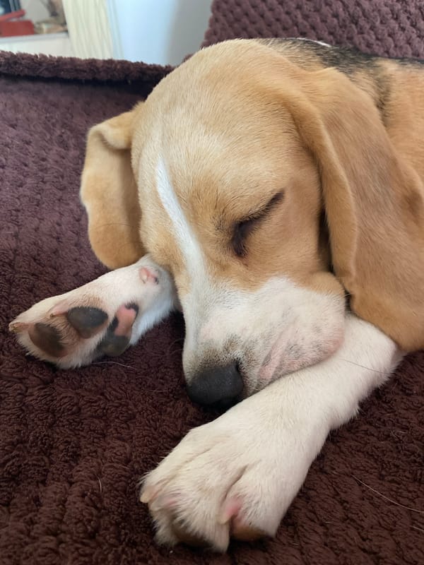 Beagle mix morning: naps, a park walk, and Perm sidewalks