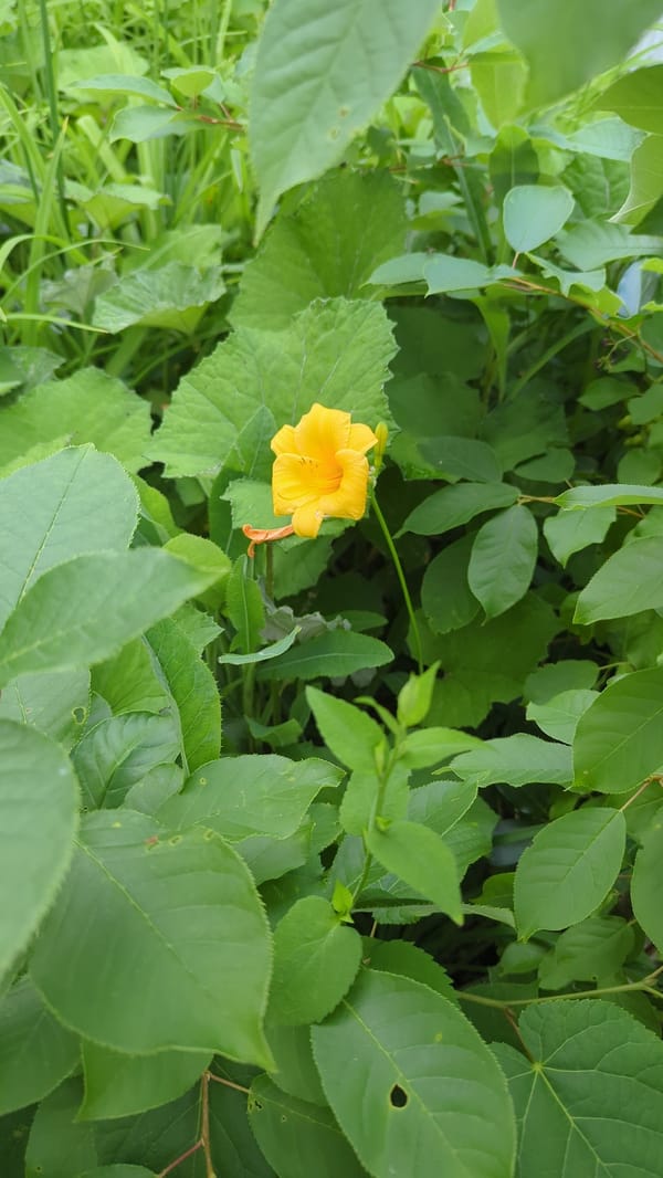 Ground-level garden details: wildflowers, mushrooms, and unripe berries