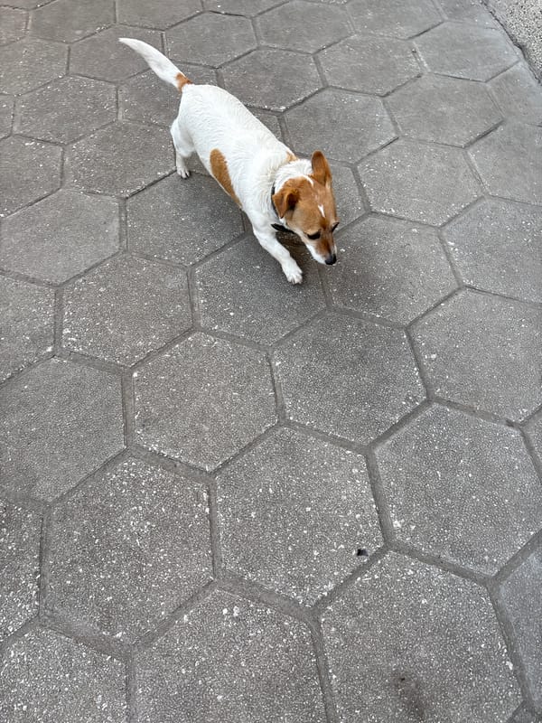 Person pets Jack Russell Terrier on street in Bulgaria