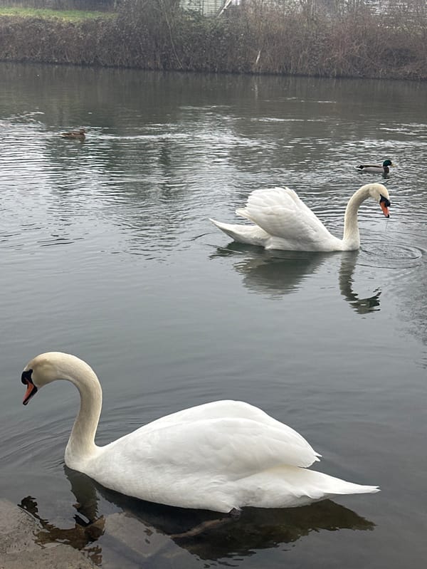 White swans observed in Strasbourg-area waterways during foggy morning