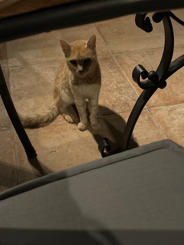 Evening scenes in Ruse: cats, pools, and chocolate cake