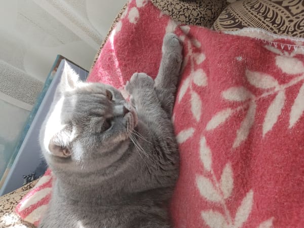 Gray cat rests peacefully on patterned blankets indoors