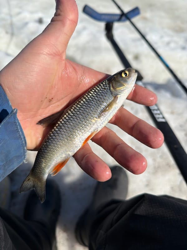 Person catches small fish in snowy conditions in Russia