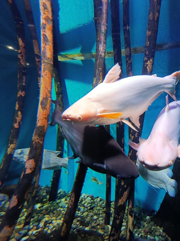 Koi and ornamental fish in Moscow aquarium tanks