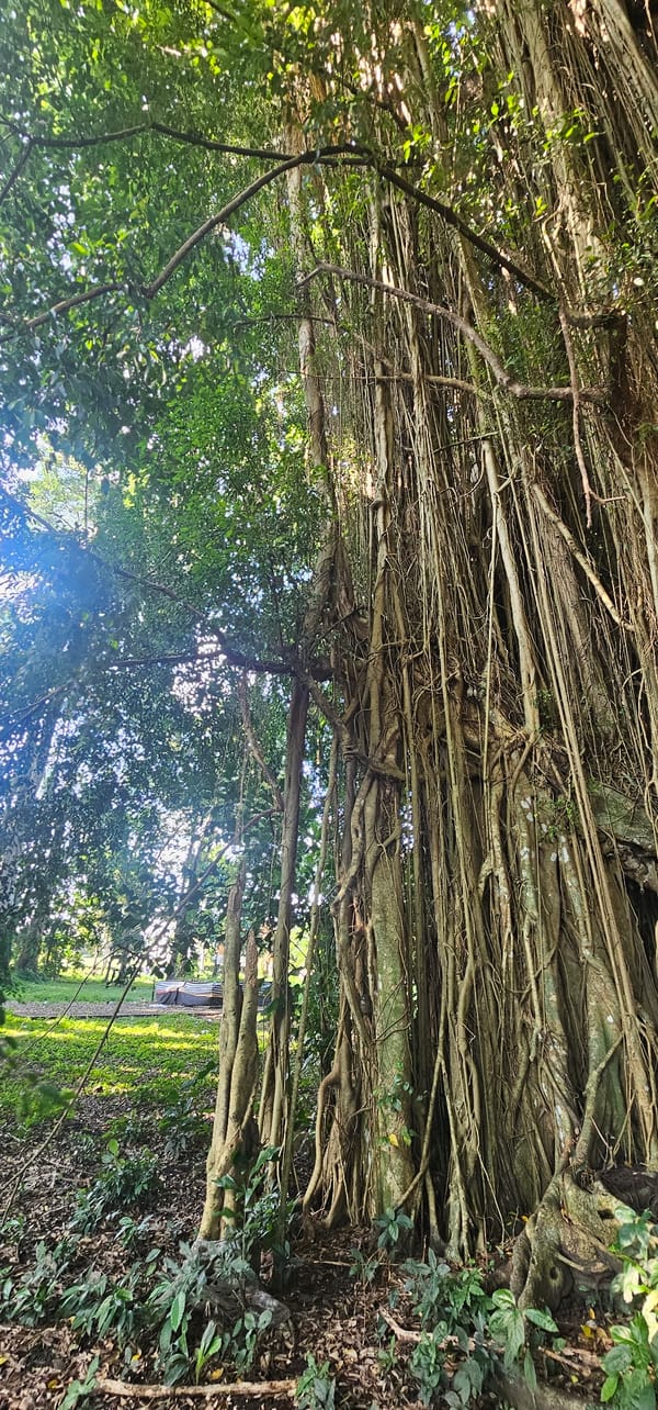 Banyan tree with aerial roots documented in Ubud