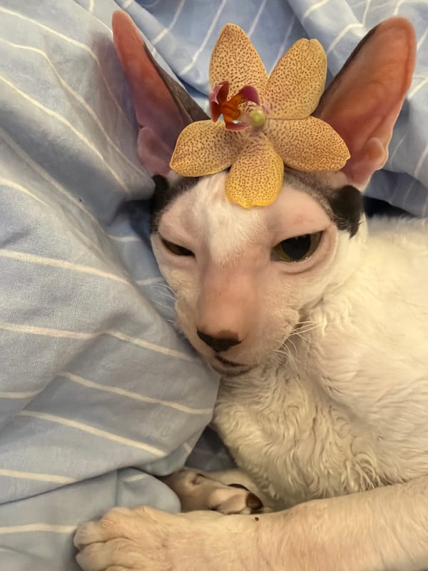 Cornish Rex cat posed with orchids, cupcakes, and coffee