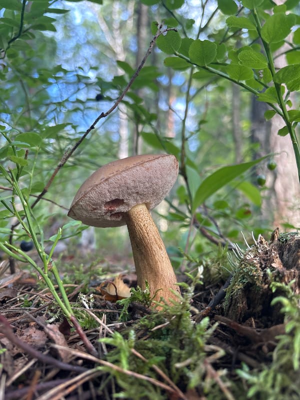 Mushroom growing from mossy fallen log in Finnish forest