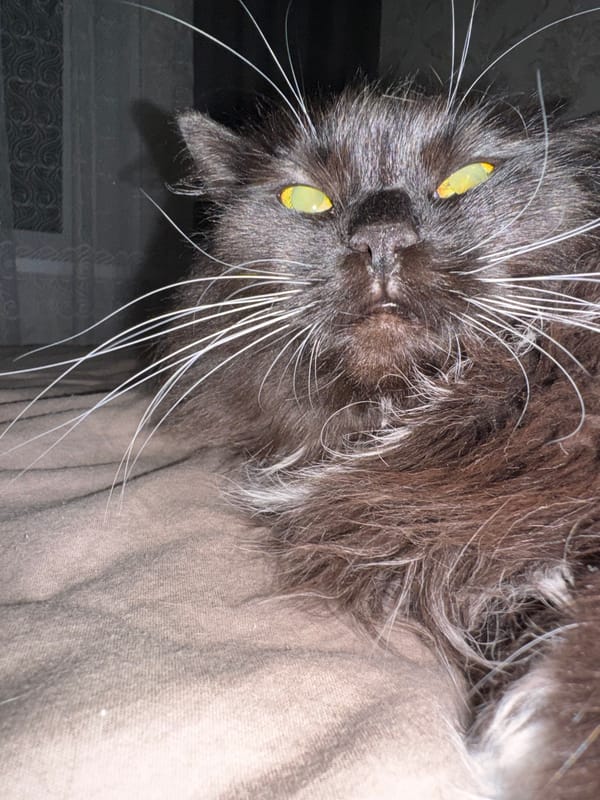An evening's worth of cat portraits from a home in Slonim