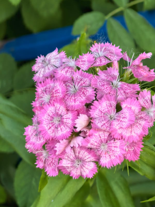 Botanical Photography Session Documented in Sterlitamak Garden