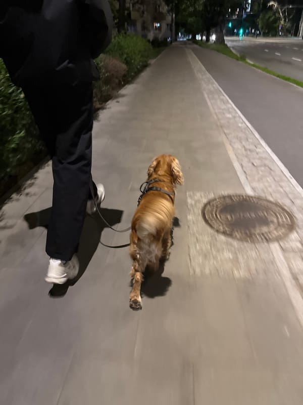 Evening dog walk on a paved path, tail wagging