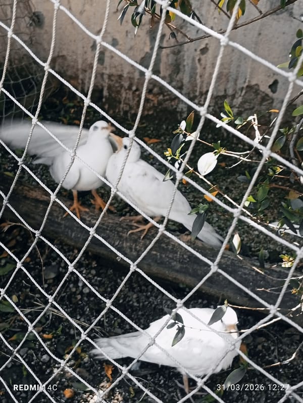 Rural poultry farming documented in Lassan, Pakistan morning hours