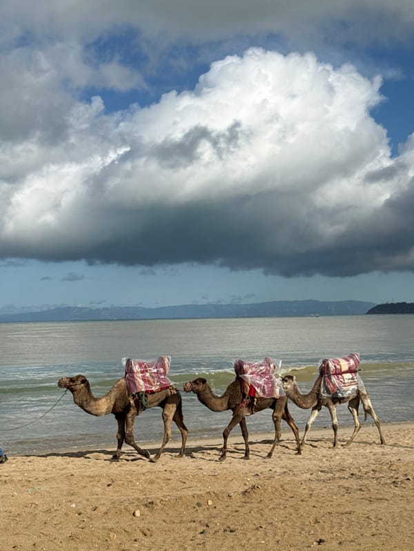 Saddled camels walk along Tangier beach with plastic-covered equipment