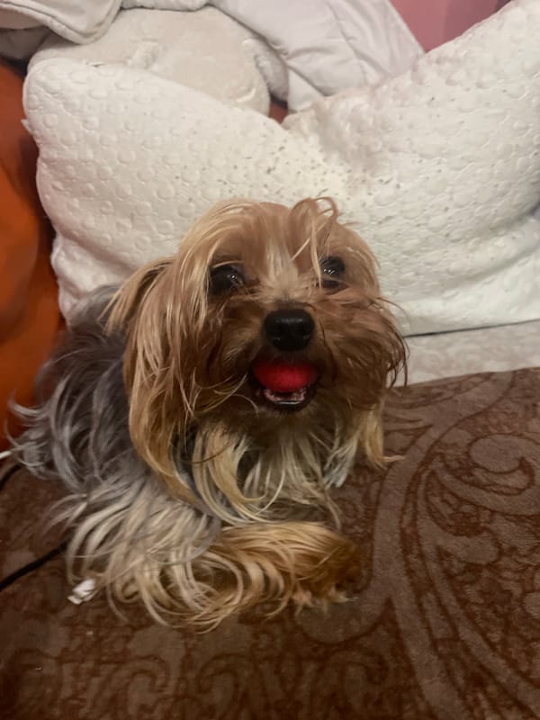 Yorkshire Terrier rests on bed in Burgas, Bulgaria