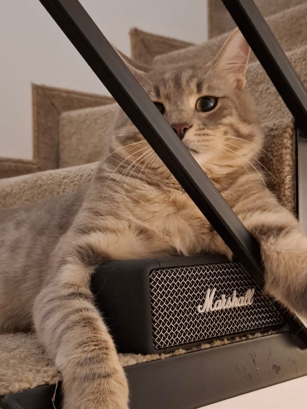 Tabby cat owns the evening in a Zemun home